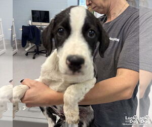 Retriever -Unknown Mix Dogs for adoption in Washington, DC, USA