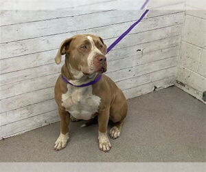 American Pit Bull Terrier Dogs for adoption in San Bernardino, CA, USA