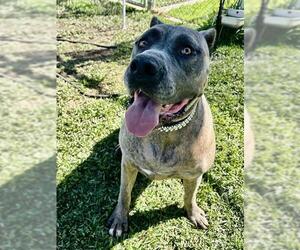 Presa Canario-Unknown Mix Dogs for adoption in Riverside, CA, USA