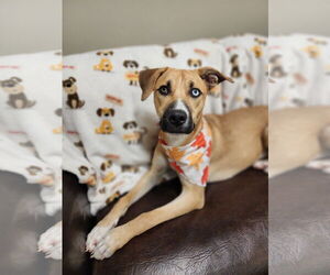 Mutt Dogs for adoption in Emmett, ID, USA