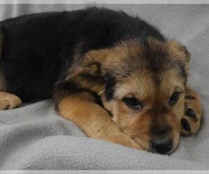 Mutt Dogs for adoption in Thief River Falls, MN, USA