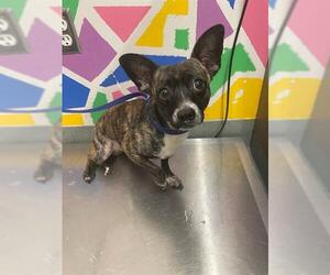 Chihuahua-Unknown Mix Dogs for adoption in Baytown, TX, USA