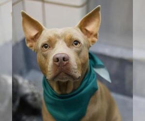 American Staffordshire Terrier-Unknown Mix Dogs for adoption in San Antonio, TX, USA