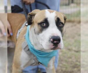 American Staffordshire Terrier-Unknown Mix Dogs for adoption in San Antonio, TX, USA