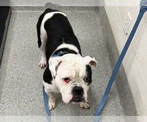 Bulldog-Unknown Mix Dogs for adoption in Fort Collins, CO, USA