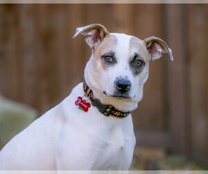 Mutt Dogs for adoption in Farmington, MN, USA