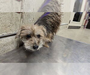 Mutt Dogs for adoption in Riverside, CA, USA