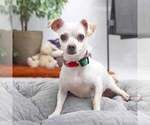 Chihuahua-Unknown Mix Dogs for adoption in Los Angeles, CA, USA
