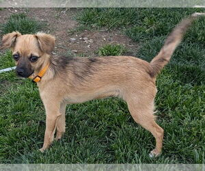 Chihuahua-Unknown Mix Dogs for adoption in San Bernardino, CA, USA