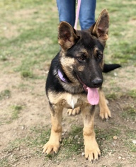 Medium Photo #1 German Shepherd Dog Puppy For Sale in Fresno, CA, USA