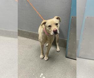 Labrador Retriever-Unknown Mix Dogs for adoption in Las Vegas, NV, USA
