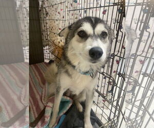 Huskies -Unknown Mix Dogs for adoption in Bridgewater, NJ, USA