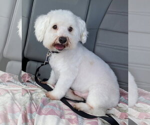 Bichon Frise-Unknown Mix Dogs for adoption in Rootstown, OH, USA