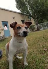Jack Russell Terrier Dogs for adoption in Gulfport, MS, USA