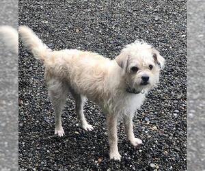Jack Russell Terrier-Shih Tzu Mix Dogs for adoption in Seattle, WA, USA