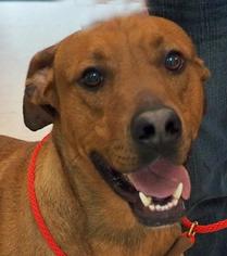 Vizsla Dogs for adoption in Danville, KY, USA