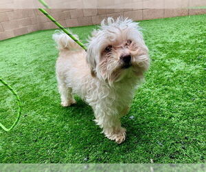 Maltese-Unknown Mix Dogs for adoption in Moreno Valley, CA, USA