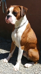 Boxer Dogs for adoption in Yucaipa, CA, USA