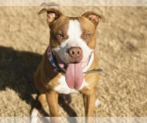 Staffordshire Bull Terrier-Unknown Mix Dogs for adoption in Tulsa, OK, USA