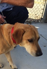 Medium Photo #1 Basset Hound-Labrador Retriever Mix Puppy For Sale in Chico, CA, USA