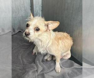 Cairn Terrier-Unknown Mix Dogs for adoption in San Antonio, TX, USA
