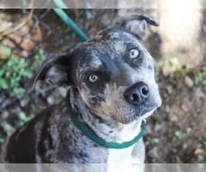 Catahoula Leopard Dog Dogs for adoption in Tallahassee, FL, USA