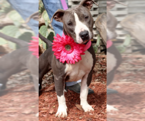 American Staffordshire Terrier-Unknown Mix Dogs for adoption in Von Ormy, TX, USA