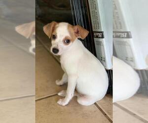 Italian Greyhound Dogs for adoption in Menifee, CA, USA