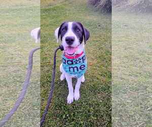 Labrador Retriever-Unknown Mix Dogs for adoption in Rockaway, NJ, USA