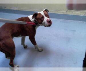 American Pit Bull Terrier Dogs for adoption in Tulsa, OK, USA