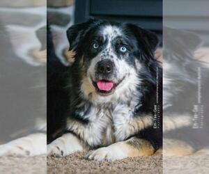 Australian Shepherd Dogs for adoption in Gretna, NE, USA