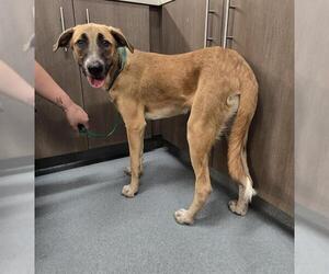 Great Pyrenees-Unknown Mix Dogs for adoption in Baytown, TX, USA