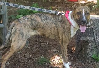 German Shepherd Dog-Greyhound Mix Dogs for adoption in Lorain, OH, USA