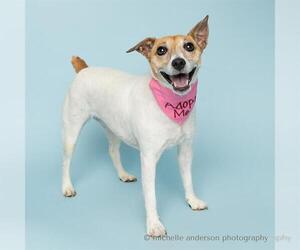 Mutt Dogs for adoption in Corona, CA, USA