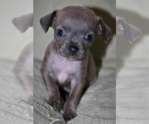Jack Chi Dogs for adoption in Attalka, AL, USA
