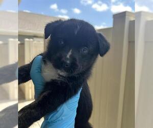 Siberian Husky-Unknown Mix Dogs for adoption in San Antonio, TX, USA