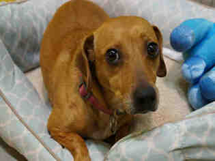 Chiweenie Dogs for adoption in Norfolk, VA, USA