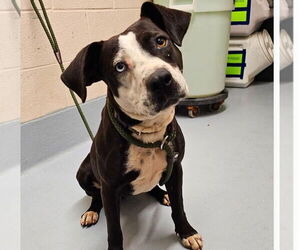 Catahoula Leopard Dog-Unknown Mix Dogs for adoption in garner, NC, USA