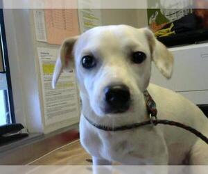 Chiweenie Dogs for adoption in Sacramento, CA, USA