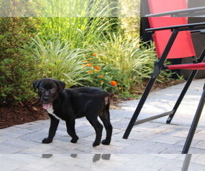 Labrador Retriever-Unknown Mix Dogs for adoption in Holly Springs, NC, USA