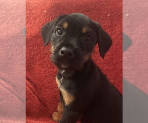 Doberman Pinscher-Miniature Schnauzer Mix Dogs for adoption in Pottstown, PA, USA