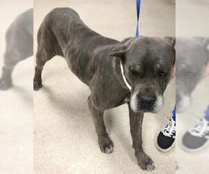 Mutt Dogs for adoption in Riverside, CA, USA