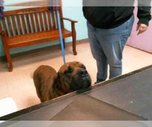 Bulldog Dogs for adoption in Lufkin, TX, USA