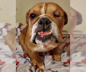 Bulldog Dogs for adoption in Victorville, CA, USA