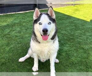 Siberian Husky Dogs for adoption in Orange, CA, USA
