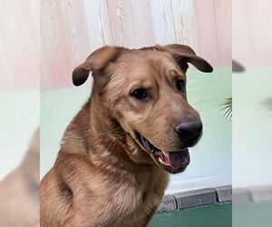 Golden Retriever Dogs for adoption in Pasadena, CA, USA