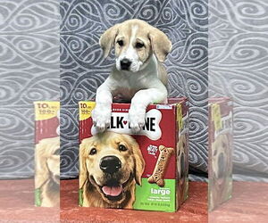 Labrenees Dogs for adoption in Wetumpka, AL, USA