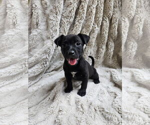 American Pit Bull Terrier-Unknown Mix Dogs for adoption in El Centro, CA, USA