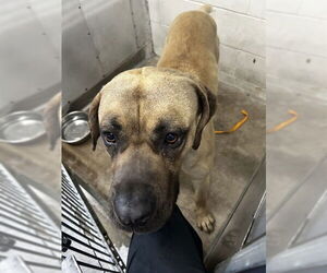 Mastiff Dogs for adoption in San Bernardino, CA, USA