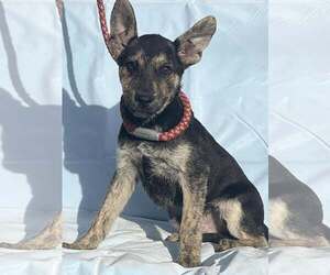 Huskies -Unknown Mix Dogs for adoption in HOPKINSVILLE/PRINCETON, KY, NH, USA